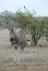 Zebra (6 von 28).jpg